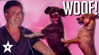 Simon Cowell's No. 1 DOG ACT on Britain's Got Talent: The Champions 2019 | Got Talent Global