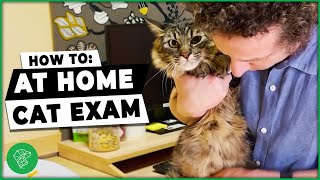 Think Your Cat Is Sick? Try This At Home Exam! | Ultimate Pet Vet by Ultimate Pet Nutrition 417 views 2 years ago 4 minutes, 36 seconds