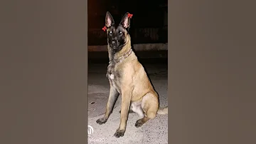 تره ملوكي اكيوت اشبيكم تخافون بس مرات يعض بس عاتي 