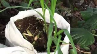 Planting Elephant Grass in bags with Arrey Ivo