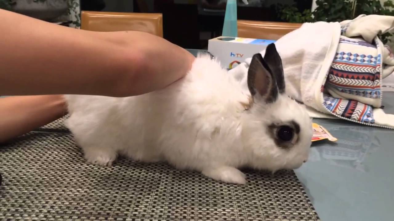 bunny wears socks YouTube