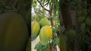 #nature #fruitpicking #fruit #pickingfruit #gardening #fruiting #mango #garden #satisfying #fruit