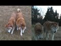 【柴犬ジロー】ジローのラストラン【柴犬ラン】