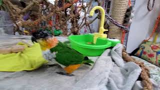 Eddy and a spicy Ricky out for their recess 😄 by Providence Meadow Caique Sanctuary 38 views 18 hours ago 5 minutes, 23 seconds