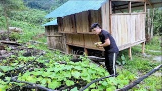 Go out to the shack to visit the corn garden and pineapple garden,