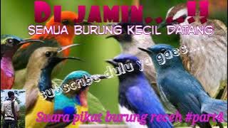 suara pikat burung receh #part4 choliq off inc