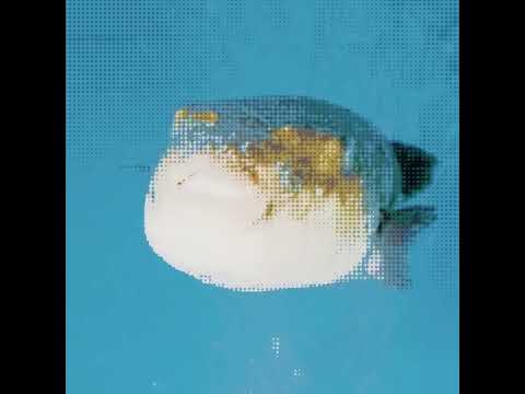 PufferJam - Pocket