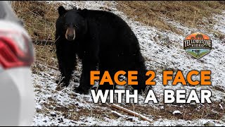 Face to Face with a Black Bear in Yellowstone National Park by Yellowstone Video 55,220 views 9 months ago 5 minutes, 31 seconds