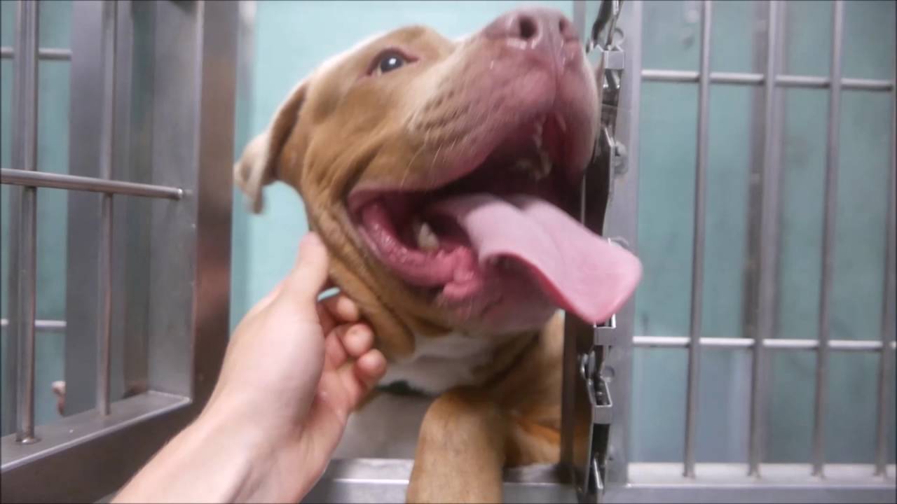 Luke - A1089403 - Brooklyn ACC camera iphone 8 plus apk