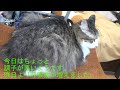 パピィと猫伝染性腹膜炎FIPの戦い5