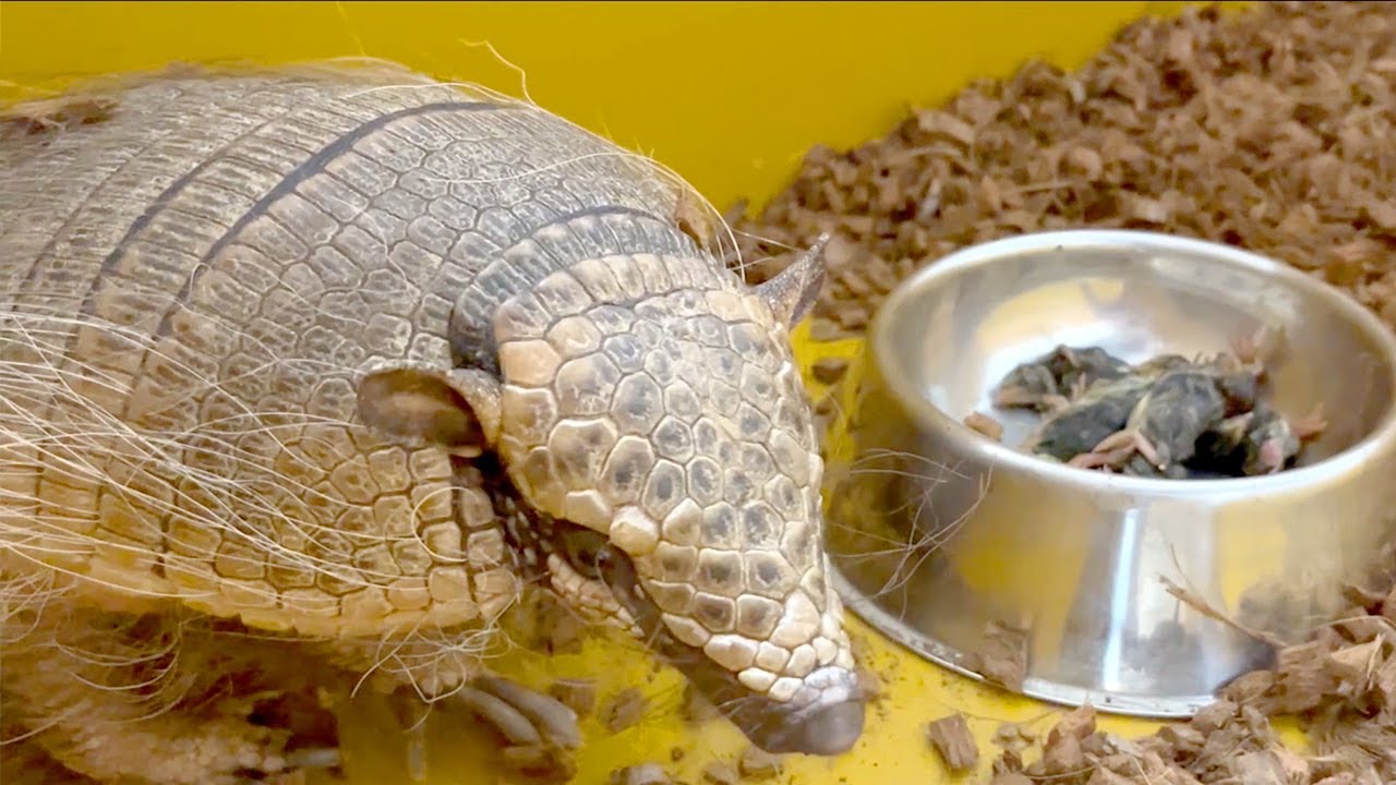 If you put a favorite food in the food dish of a fast-sleeping 