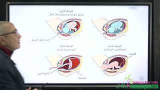 ملخص شرح التكاثر - الجزء الرابع