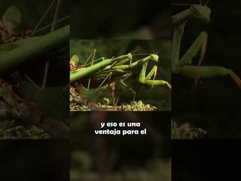 Video: ¿La mantis religiosa come s altamontes?