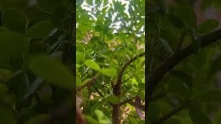 Barish short video #rain ☔️⛈️⛈️Whatapp status