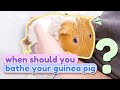 Giving My Guinea Pigs A Bath: Another Struggle | GuineaDad