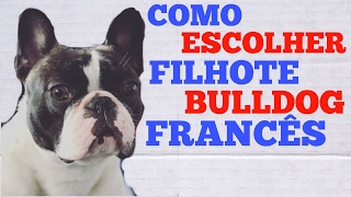 Como escolher um filhote  Bulldog Francês