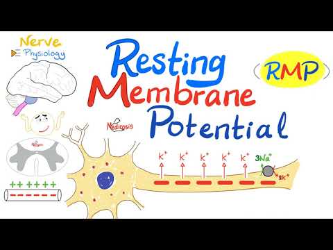 വിശ്രമിക്കുന്ന മെംബ്രൺ പൊട്ടൻഷ്യൽ (RMP) | നാഡി ഫിസിയോളജി