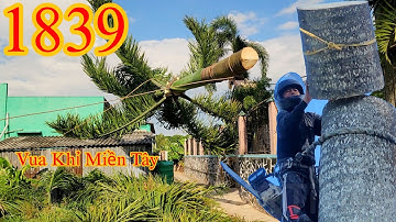 Thân cây Cau Vua nằm trong hàng rào làm sao Vua Khỉ Miền Tây đưa được ra ngoài ? Cutting areca tree