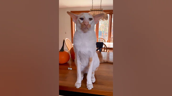 Watch the video about Oriental Shorthair The Dramatic, Fashion-Forward Feline #cats #catlovers #pets #viral #shorts