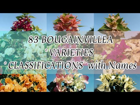 Video: Bougainvillea, Vrste I Njega
