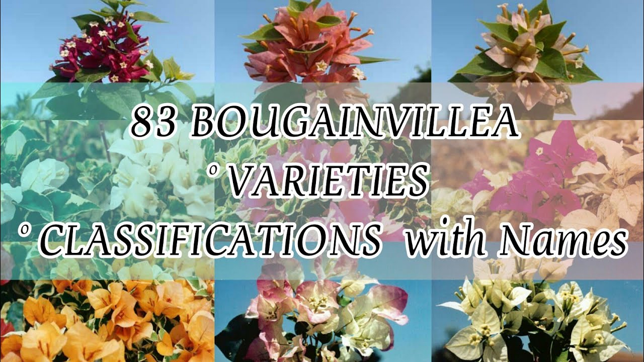 83 BOUGAINVILLEA VARIETIES|CLASSIFICATIONS WITH NAMES