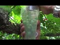 Technology of hervest Japanese table grape/იაპონური სუფრის ყურძნის მოყვანის ტექნოლოგია