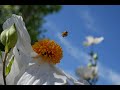 Busy bees buzzing the juliette poppies