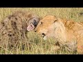 Lions vs Hyenas | Ultimate Fight Compilation