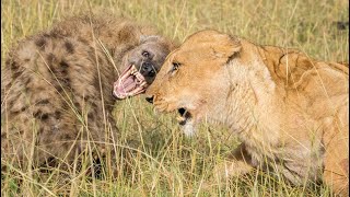 Lions vs Hyenas | Ultimate Fight Compilation