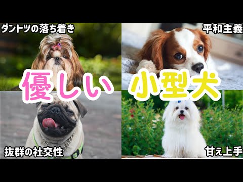 【優しくて飼いやすい】初心者にオススメする優しくて飼いやすい小型犬4選