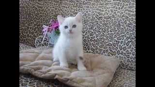 Котёнок Bentley Moon Grace BRI ns 11 33 Котёнок Bentley Moon Grace BRI ns 11 33