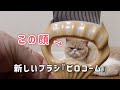 【かわいい子猫】毛がよく取れると噂の猫用ブラシ「ピロコーム」使ってみた【using the cat brush "Phiro Comb"】