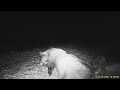 Кабаны на кормушке. Охота и рыбалка. Фотоохота. Выпуск 156