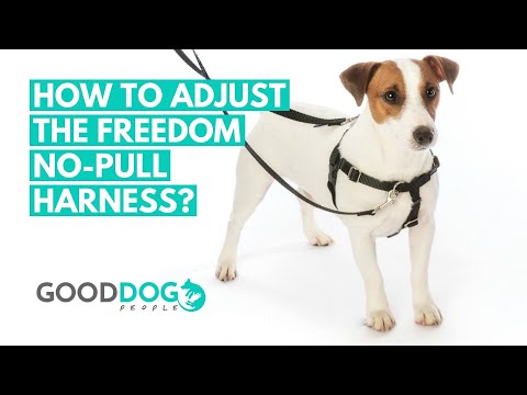 Video: Come Funzionano Le Imbracature Per Cani No-Pull?