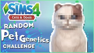 A Meowing Mouse?!  Random Pet Genetics Challenge!!  Experiment #7