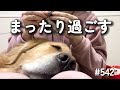 モンちゃんと編み物したりまったり過ごす【ゴールデンレトリバー】