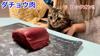子猫に初めてダチョウの肉をあげてみたら覚醒してすごいことにw