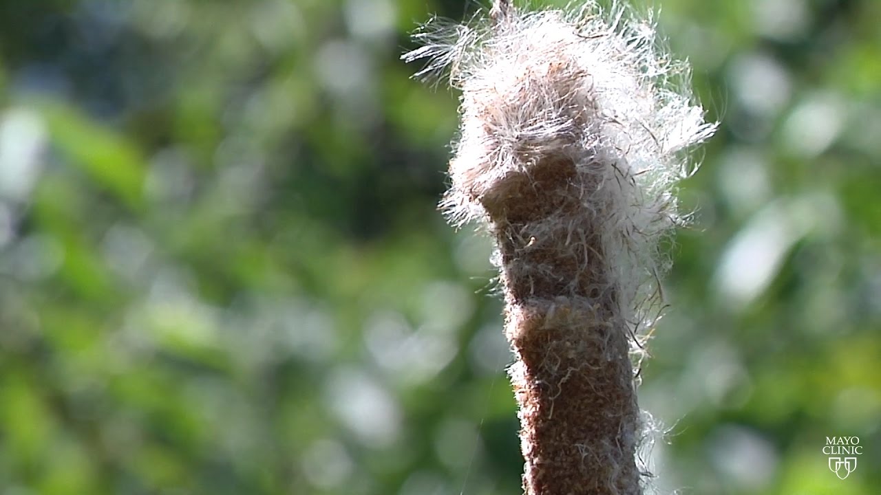 Mayo Clinic Minute Surviving seasonal allergies YouTube