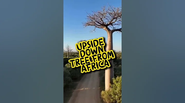 This Giant Tree Is a Natural Water Tank! #shorts #plants #baobab