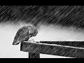 Rain sound relax 3 hours Suono pioggia rilassante 3 ore Temporale Suoni della natura 雨 ASMR