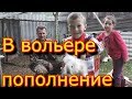 В вольере пополнение