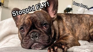 Dog Can’t Sleep because Of Annoying FLY by Isa, Hugo & Tom French Bulldog 22,506 views 1 year ago 1 minute, 58 seconds