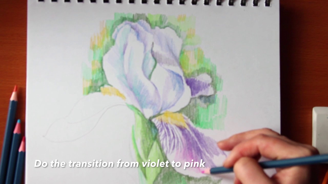 How to draw iris with colored pencils YouTube