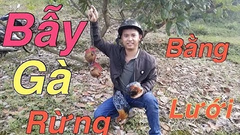 Lưới bẫy gà rừng,cách bẫy gà Rừng dính 100% Cận cảnh dính 4 con không trượt phát nào