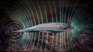 Did a species of fish found in the body, which carries 600 volts of electricity when touching the fi