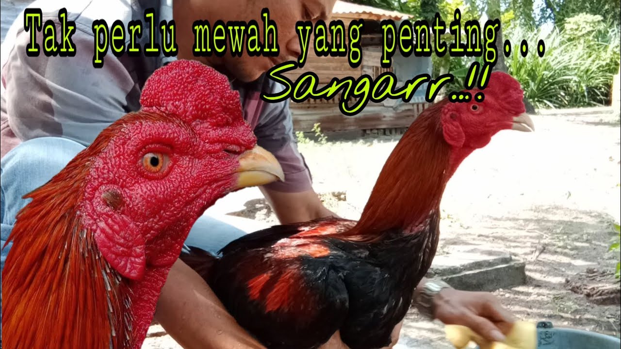 Ayam Bangkok Super