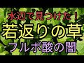 水辺で見つけた神の草！無料の若返り長寿草！ツボ草（ゴッコラ）探してみましょう。フランキンセンス精油の選び方。フルボ酸の闇
