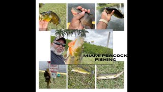 A DAY OF FISHING IN MIAMI #fypyoutube #fishing #peacockbass #miamifishing #explorepage by FISHIN N DA HOOD 10,596 views 2 months ago 29 minutes