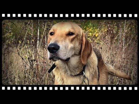 ДЕЛАЕМ ИЗ ГОНЧЕЙ РАБОЧУЮ СОБАКУ, все тонкости и секреты.
