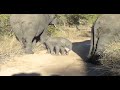 New born Elephant tries to find his feet